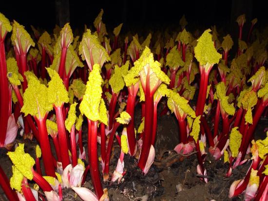 The Rhubarb Triangle Farm Shop